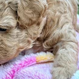 Poodle Puppies from Pet Guardian Smart Kennels, LLC