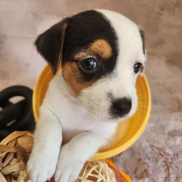 Patch - Tri-colored male Parson Russell Terrier puppy in Apple Valley, California from Jumping Jack's Russell Terriers