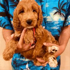 Irish Doodle and Labradoodle Puppies from Bipsi's Doodles