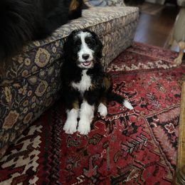 Bernedoodle Puppies from Palmetto Bernedoodles Boutique