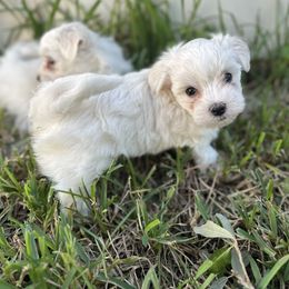 Maltese Puppies from Purebred Maltese puppies Florida