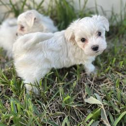 Maltese Puppies from Purebred Maltese puppies Florida