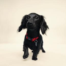 Fae - Dachshund