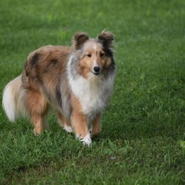 Addison - Shetland Sheepdog