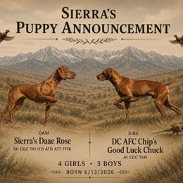 Vizsla puppies from Sierra Vizslas