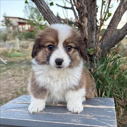 Cash - White and red male Pembroke Welsh Corgi puppy in Mc Cammon, Idaho from Sunny J Corgis and Mini Americans
