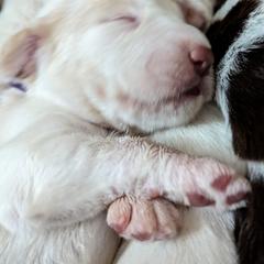Spinone Italiano Puppies from Stella Del Nord Spinoni Italiani