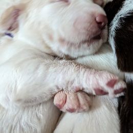 Spinone Italiano Puppies from Stella Del Nord Spinoni Italiani
