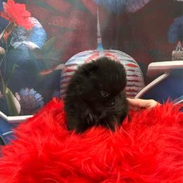 Reid - Black male Pomeranian puppy in Lyons, Georgia from Its a Poms Life Kennel
