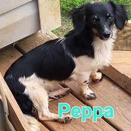 Peppa - Dachshund