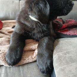 Golden Retriever and Labrador Retriever Puppies from Harvest Moon Farms