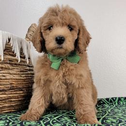 Oliver - Apricot male Goldendoodle puppy in Temecula, California from Oodles O'Doodles