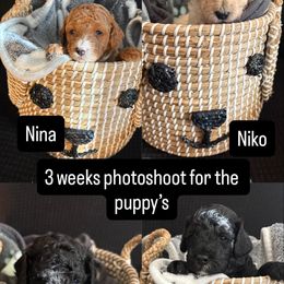 Poodle Puppies from Tyndaleia Watson