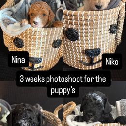 Poodle Puppies from Tyndaleia Watson