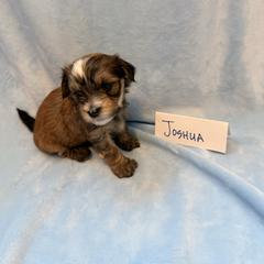 Joshua - Gold sable male Havana Silk Dog puppy in Marlboro, Vermont from Maplewood Silks