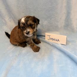 Joshua - Gold sable male Havana Silk Dog puppy in Marlboro, Vermont from Maplewood Silks