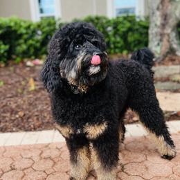 King - Bernedoodle