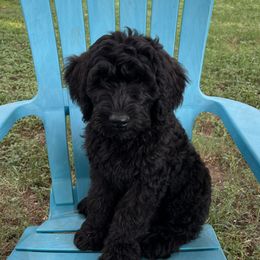 Sir Snuggles - Black male Schnoodle puppy in Pleasanton, Texas from Gooch Canines (Giant Schnoodles)