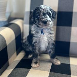 Mittens - White and blue merle male Bordoodle puppy in Valley Center, California from Circle R Valley Bordoodls