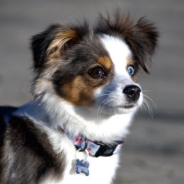 Gaia - Aussiedoodle