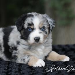Iris - Australian Shepherd puppy in Coldwater, Michigan from Northern Star Australian Shepherds
