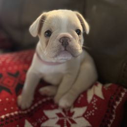 French Bulldog Puppies from Mathew Household Frenchies