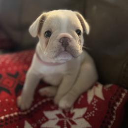 French Bulldog Puppies from Mathew Household Frenchies