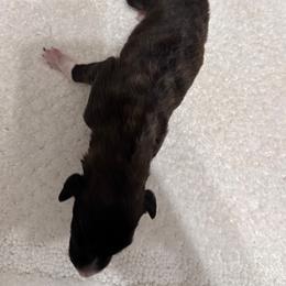 Boy red sable - Red sable male Borzoi puppy in Texas from Royal Chase Borzoi