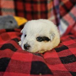 Charlie - Blue speckled male Australian Cattle Dog puppy in Sneedville, Tennessee from JoAnn's Australian Cattle Dogs