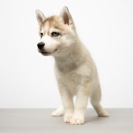 Rosalind - Gray and white female Siberian Husky puppy in Meadow Vista, California from Thistle Hill Siberians