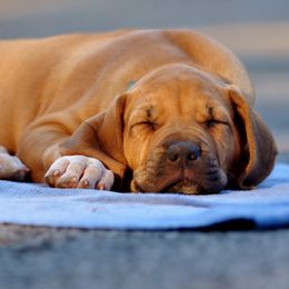 Rhodesian Ridgebacks from RokiShoals Rhodesian Ridgebacks