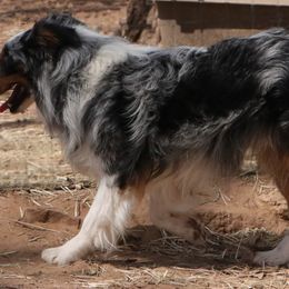 Miniature American Shepherd, Miniature Australian Shepherd, and Toy Australian Shepherd All Grown Up from Best Little Aussies