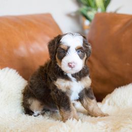 Draft - male Australian Mountain Doodle puppy in Franklin County, Missouri from Brick House Farm Doodles