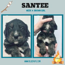 Santee - female Golden Mountain Dog puppy in Boiling Springs, South Carolina from OlliePups, LLC