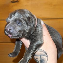 Rose - Blue female German Shepherd puppy in Fort Jennings, Ohio from Von Holtzapple German shepherds