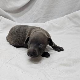 Ferb - Blue male Italian Greyhound puppy in Newalla, Oklahoma from Heartland Iggys