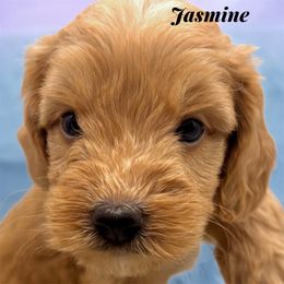 Jasmine - Apricot female Goldendoodle puppy in Hughesville, Maryland from Fox Run Farm