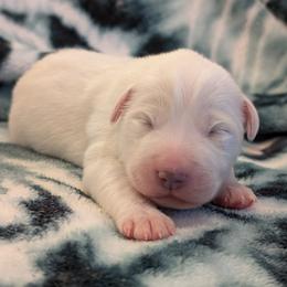 Atlas - White male Great Pyrenees puppy in Tombstone, Arizona from WeVolution Off-Grid