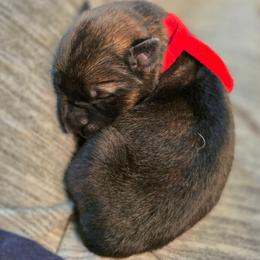 Red collar (Chilli) - Sable female German Shepherd puppy in Hermitage, Pennsylvania from Shepherds of the Hundred Acres