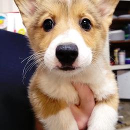 Pembroke Welsh Corgis from Jenny May’s Corgis