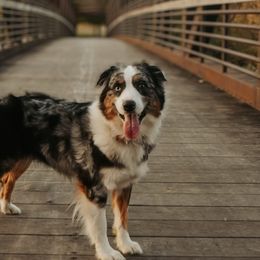 Australian Shepherds from White Tail Australian Shepherds