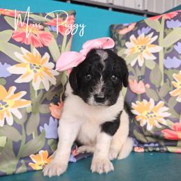 Miss Piggy - female Newfypoo puppy in Hardin, Kentucky from Bluegrass Newfypoos