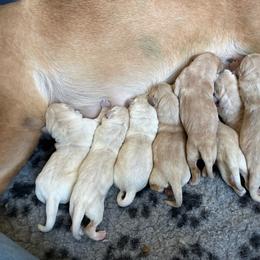 Girl 4 - Yellow female Labrador Retriever puppy in Menifee, California from Dioscuri Kennel