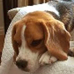 Beagles from Roirdan Beagles