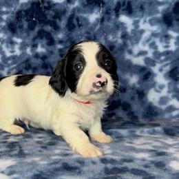 Red collar - Piebald male Dachshund puppy in Poteau, Oklahoma from Sisters Dazzling Dachshunds
