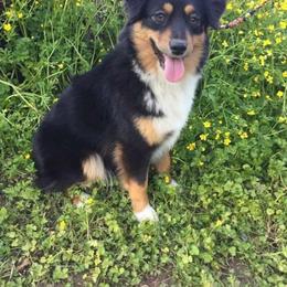 Miniature Australian Shepherd All Grown Up from Shady D Aussies