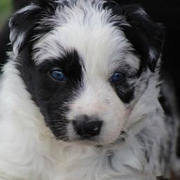 Blue Merle male 2 - Blue merle male Border Collie puppy in Tylertown, Mississippi from Cool Meadow Farms
