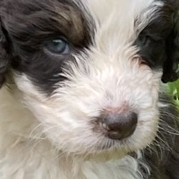 Aussiedoodles from Silvercreek Aussies and doodles