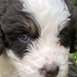 Aussiedoodles from Silvercreek Aussies and doodles