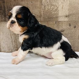 English Toy Spaniel Puppies from Skyline